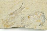 Three Cretaceous Fossil Shrimp - Lebanon #375802-1